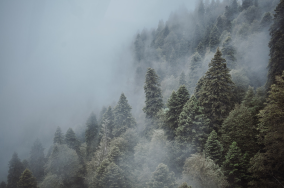 вид на туманный лес